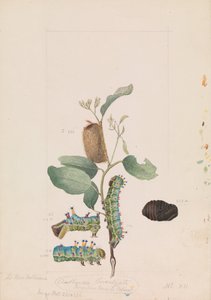 Papillon-gomme empereur, Opodiphthera eucalypti